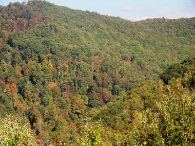 [The image is a hillside full of trees with some blue sky and white clouds at the top. Most of the trees are still green, but there are some sections which are dark red or orange-red.]